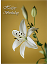 Happy Birthday card with white lily on front and yellow background