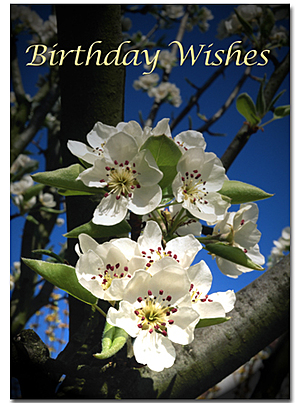 Tree with white flowers against blue sky with text